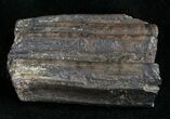 Pleistocene Aged Fossil Horse Tooth - Florida #10295-1